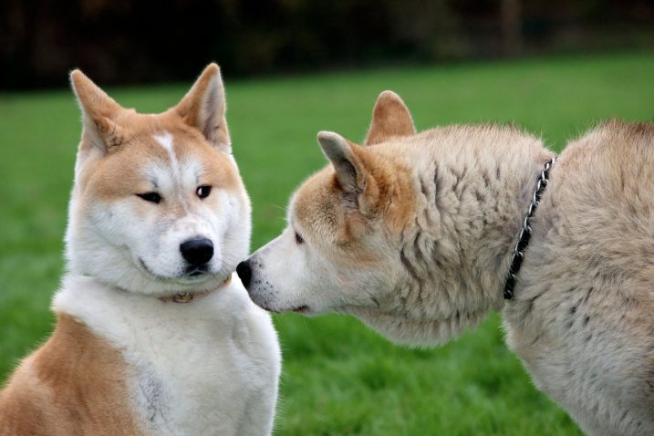 Akita inu, Foto: Profimedia