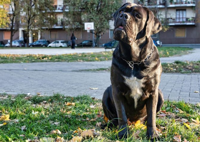 Cane Corso, pes z ogromno energije. Foto: Profimedia