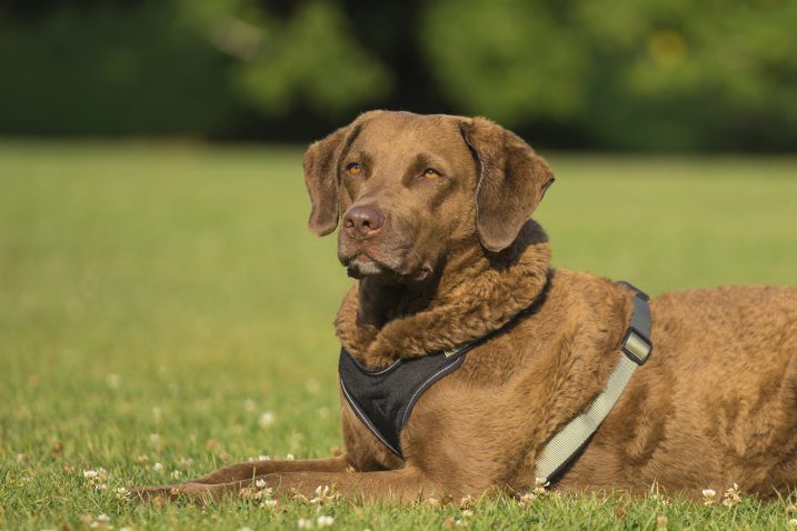 Pasma, ki je po videzu zelo podobna labradorcu. Foto: Profimedia