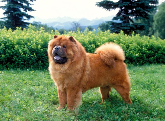 Chow chow je lepa pasma, s posebno gosto dlako. Foto: Profimedia