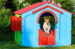 Pasme, ki niso primerne za majhne otroke, med njimi je tudi Jack russell terier. Foto: Profimedia