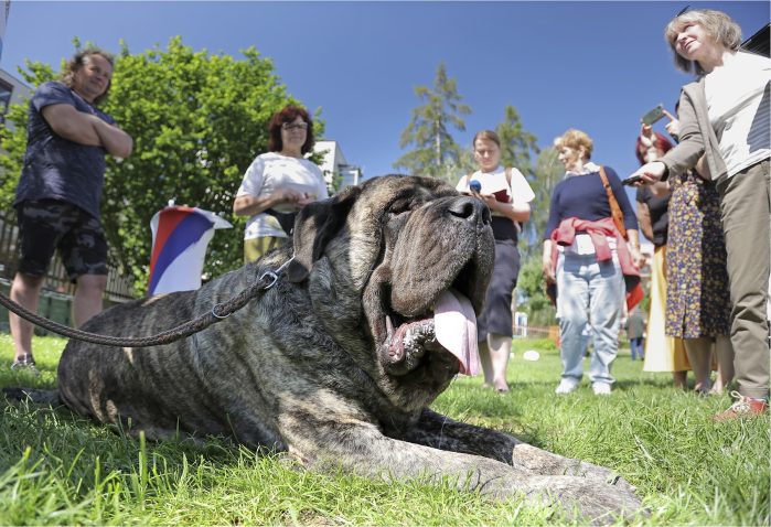 Angleški mastif, foto: Profimedia