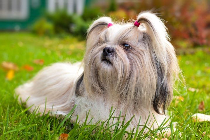 Shih tzu - hiter kuža, ki del arad norčije. Foto: Profimedia