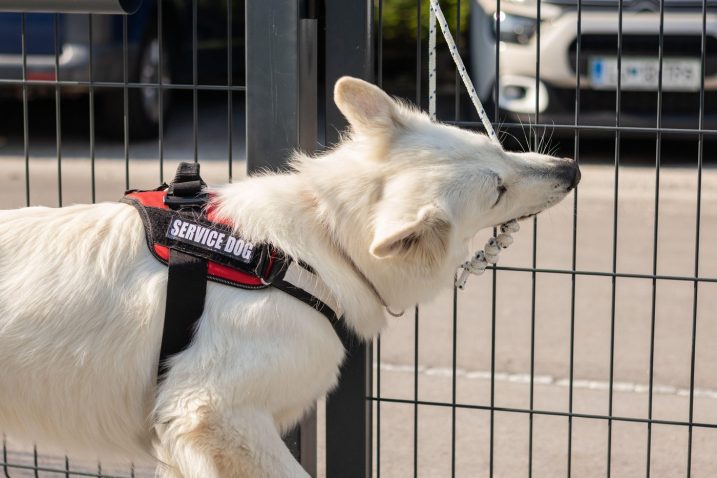 Pameten pes, ki ima do otrok poseben čut. Foto: Profimedia