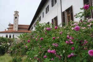 Burbonke v vrtu pred kapelo Kostanjevica nad Novo Gorico Foto: DV