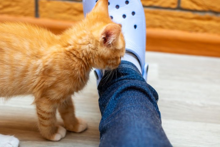 Je treba zaščititi tudi mucke? Foto: Profimedia