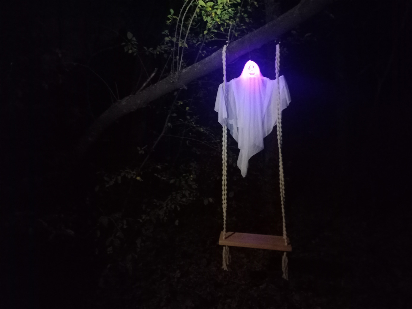 Magični gozd