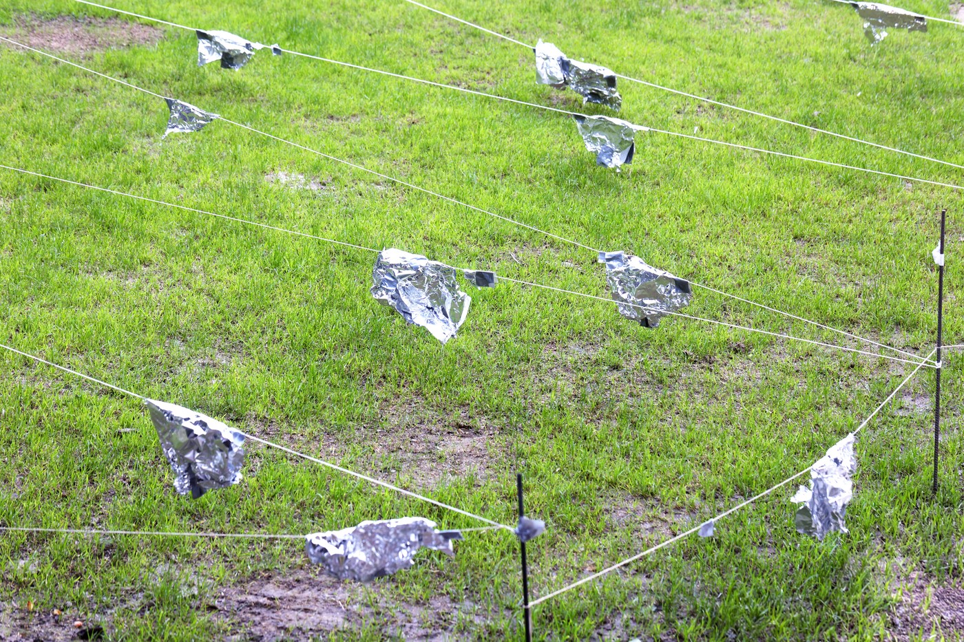 Z aluminijasto folijo prestrašite ptice. Foto: Profimedia