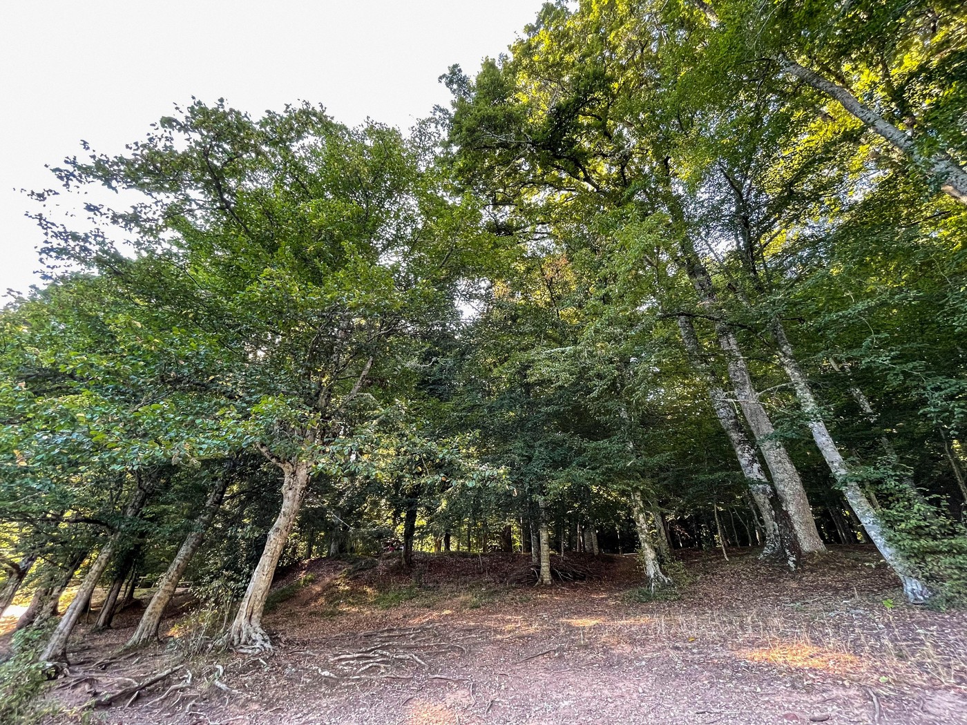 Gozd v Italiji. Foto: Profimedia