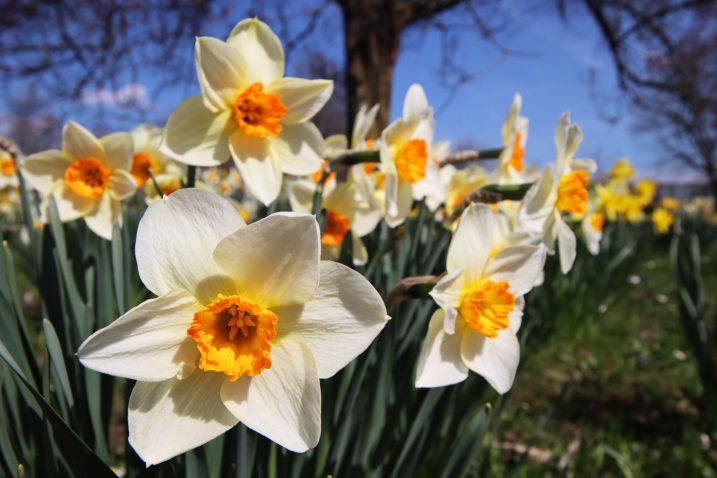 Arboretum Volčji Potok