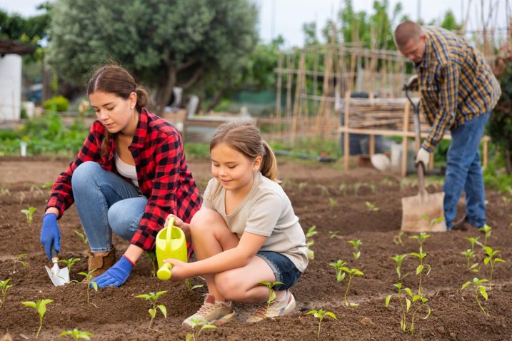 deklica zaliva sadike na vrtu s staršema
