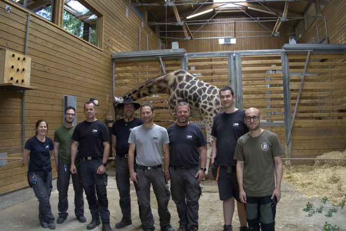 Žirafa Pietruška v ZOO Ljubljana. Foto: ZOO Ljubljana