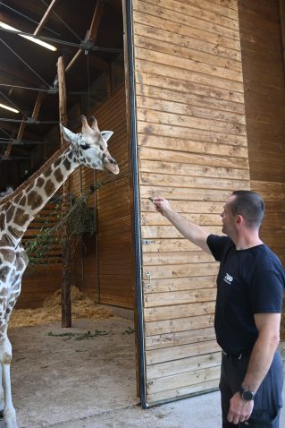 Žirafa Pietruška v ZOO Ljubljana