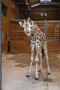 žirafa Pietruška v ZOO Ljubljana