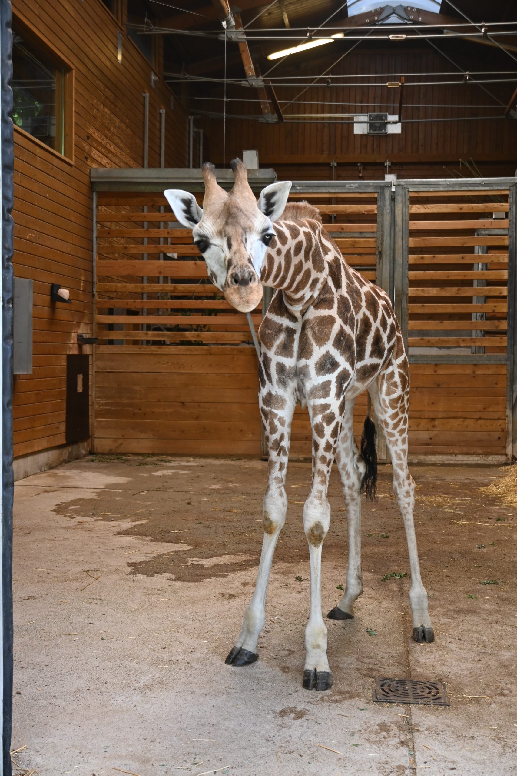 žirafa Pietruška v ZOO Ljubljana