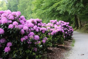 Izlet med rododendroni. Foto: Arboretum Volčji Potok