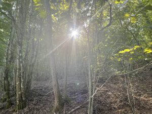 Družina iz gozda je soboto preživela v svoji hiški v gozdu. Foto: A. Š. - fotografija je simbolična