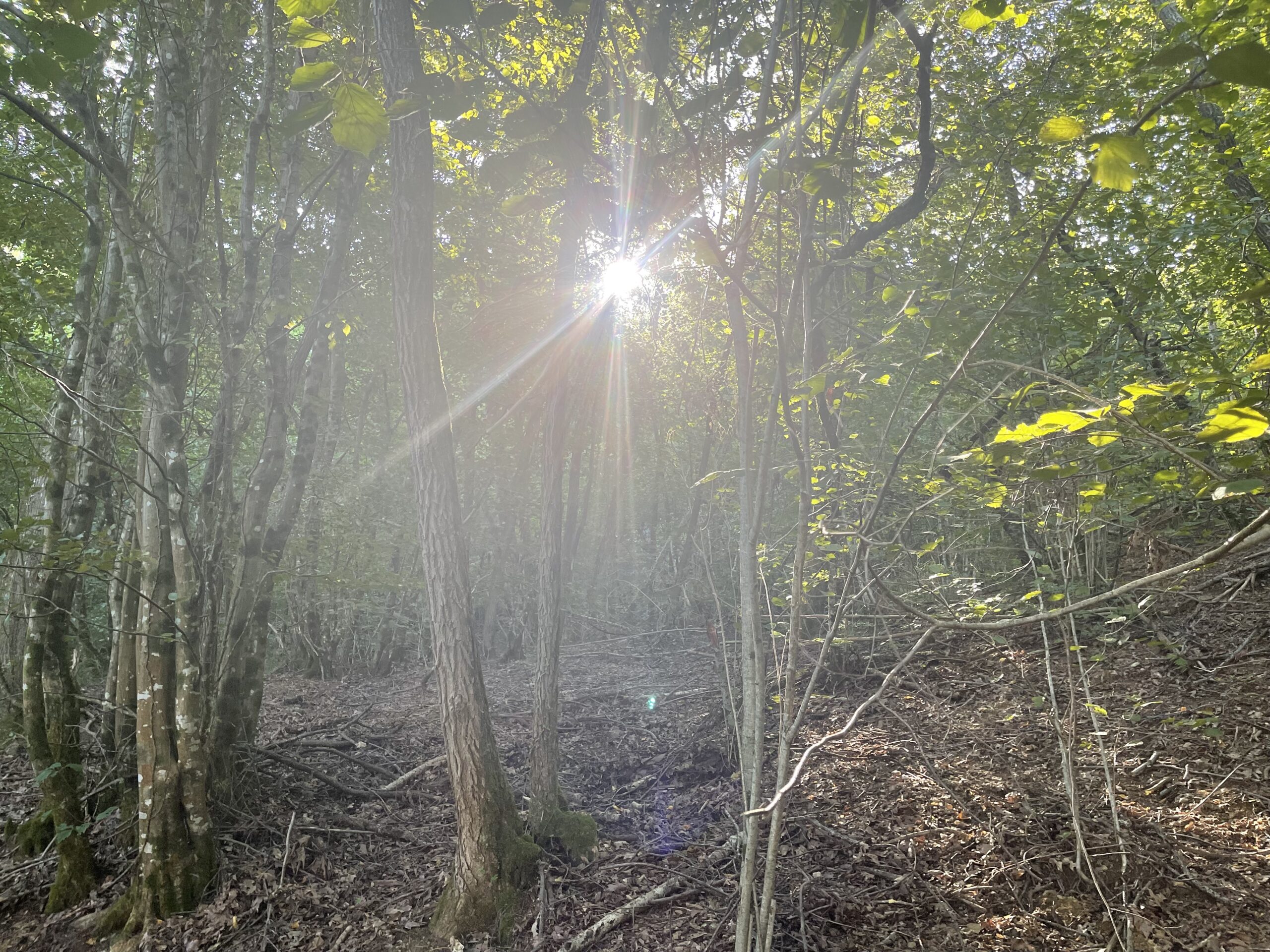 Družina iz gozda je soboto preživela v svoji hiški v gozdu. Foto: A. Š. - fotografija je simbolična